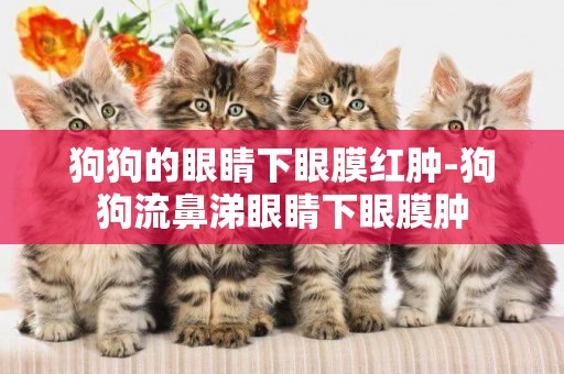 狗狗的眼睛下眼膜紅腫-狗狗流鼻涕眼睛下眼膜腫