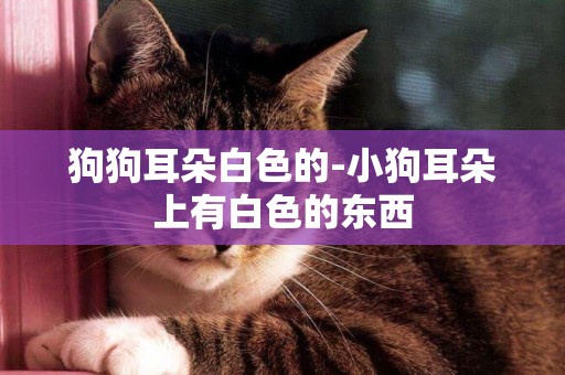 狗狗耳朵白色的-小狗耳朵上有白色的東西