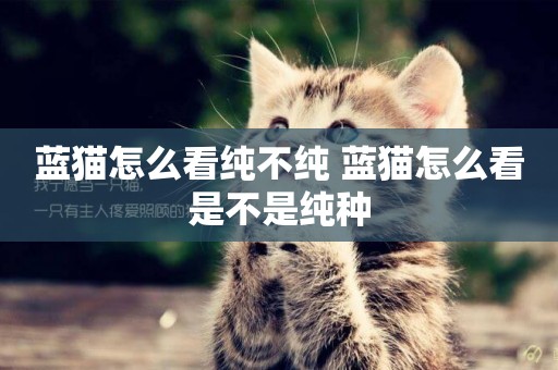 藍貓怎么看純不純 藍貓怎么看是不是純種