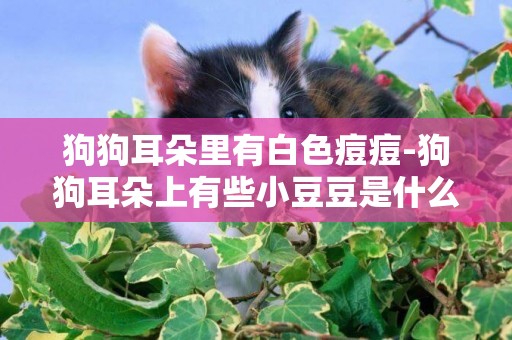 狗狗耳朵里有白色痘痘-狗狗耳朵上有些小豆豆是什么