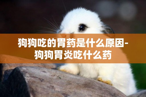 狗狗吃的胃藥是什么原因-狗狗胃炎吃什么藥