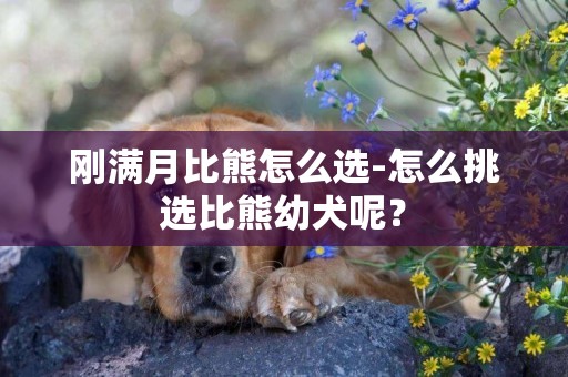 剛滿月比熊怎么選-怎么挑選比熊幼犬呢？