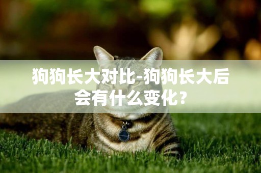 狗狗長大對比-狗狗長大后會有什么變化？