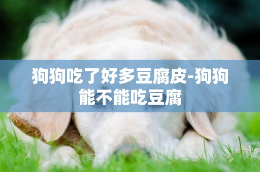 狗狗吃了好多豆腐皮-狗狗能不能吃豆腐