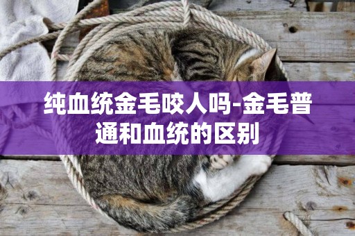 純血統金毛咬人嗎-金毛普通和血統的區別