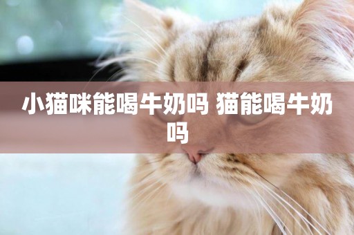 小貓咪能喝牛奶嗎 貓能喝牛奶嗎