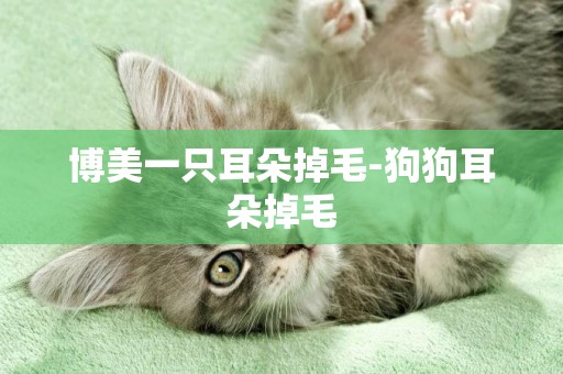博美一只耳朵掉毛-狗狗耳朵掉毛