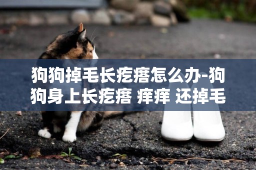 狗狗掉毛長疙瘩怎么辦-狗狗身上長疙瘩 癢癢 還掉毛
