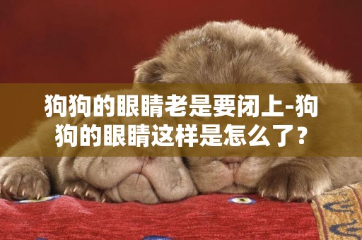 狗狗的眼睛老是要閉上-狗狗的眼睛這樣是怎么了？