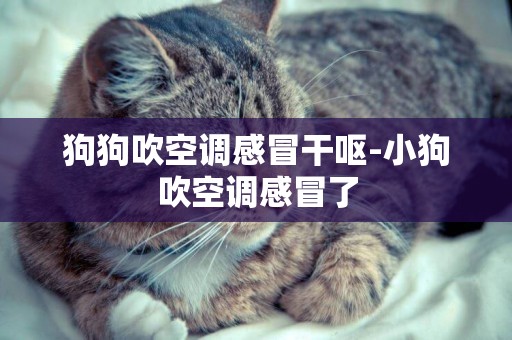 狗狗吹空調感冒干嘔-小狗吹空調感冒了