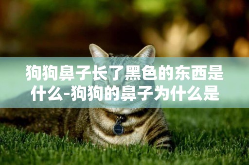 狗狗鼻子長了黑色的東西是什么-狗狗的鼻子為什么是黑色的