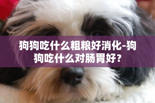 狗狗吃什么粗糧好消化-狗狗吃什么對腸胃好？