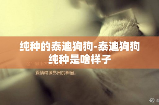純種的泰迪狗狗-泰迪狗狗純種是啥樣子