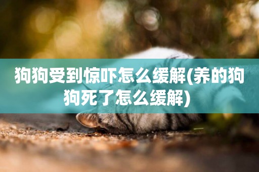 狗狗受到驚嚇怎么緩解(養的狗狗死了怎么緩解) 