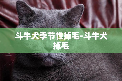 斗牛犬季節性掉毛-斗牛犬掉毛
