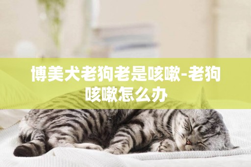 博美犬老狗老是咳嗽-老狗咳嗽怎么辦