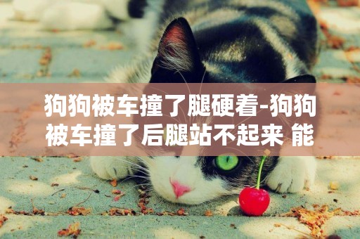 狗狗被車撞了腿硬著-狗狗被車撞了后腿站不起來 能動