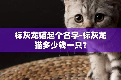 標灰龍貓起個名字-標灰龍貓多少錢一只？