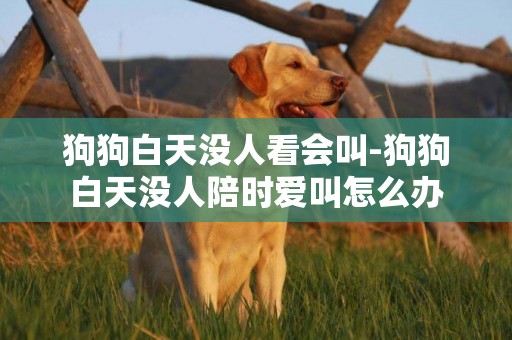 狗狗白天沒人看會叫-狗狗白天沒人陪時愛叫怎么辦