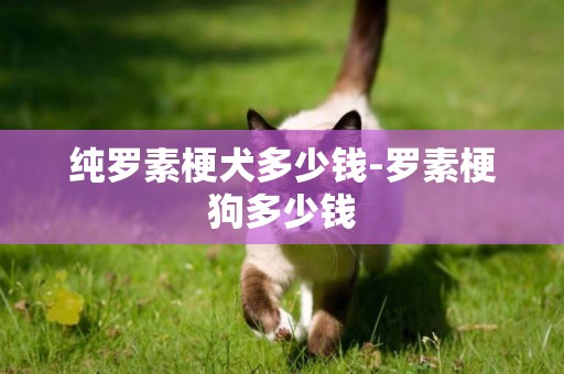 純羅素梗犬多少錢-羅素梗狗多少錢