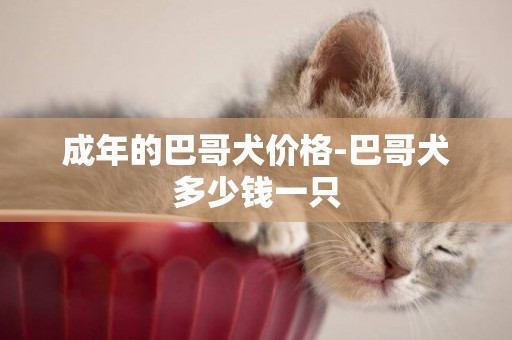 成年的巴哥犬價格-巴哥犬多少錢一只