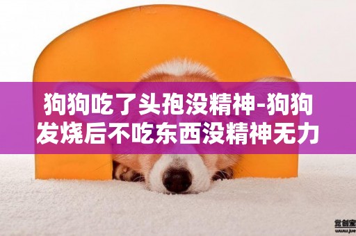 狗狗吃了頭孢沒精神-狗狗發燒后不吃東西沒精神無力。