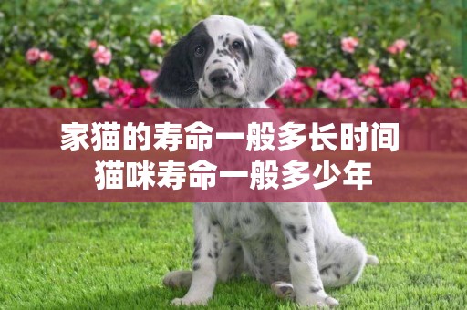 家貓的壽命一般多長時間 貓咪壽命一般多少年
