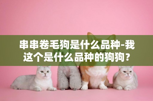 串串卷毛狗是什么品種-我這個是什么品種的狗狗？