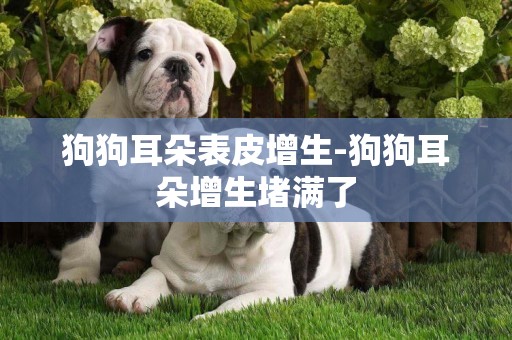 狗狗耳朵表皮增生-狗狗耳朵增生堵滿了