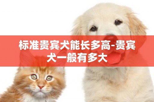 標準貴賓犬能長多高-貴賓犬一般有多大
