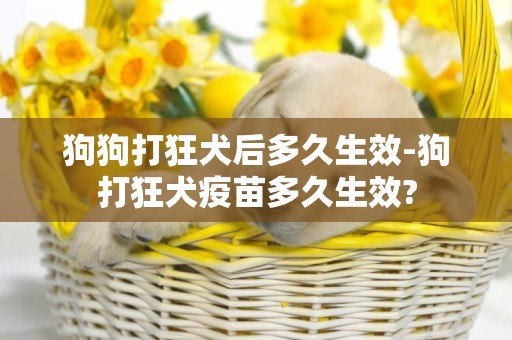 狗狗打狂犬后多久生效-狗打狂犬疫苗多久生效?