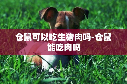 倉鼠可以吃生豬肉嗎-倉鼠能吃肉嗎