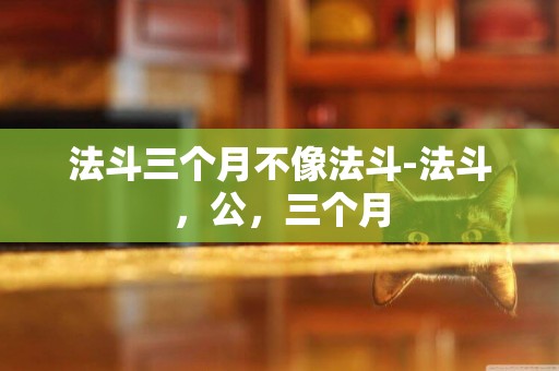 法斗三個月不像法斗-法斗，公，三個月