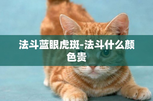 法斗藍眼虎斑-法斗什么顏色貴