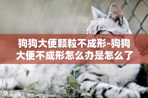 狗狗大便顆粒不成形-狗狗大便不成形怎么辦是怎么了