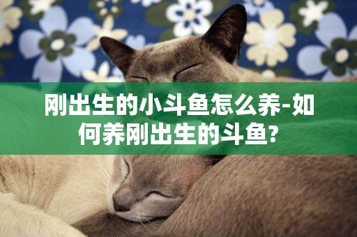 剛出生的小斗魚怎么養-如何養剛出生的斗魚?