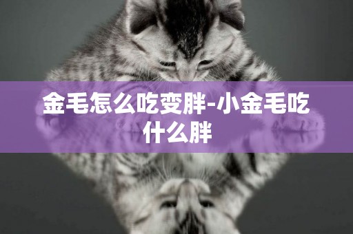 金毛怎么吃變胖-小金毛吃什么胖