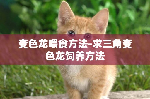 變色龍喂食方法-求三角變色龍飼養方法