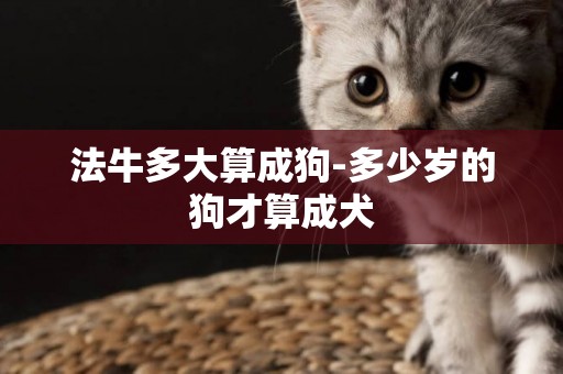 法牛多大算成狗-多少歲的狗才算成犬