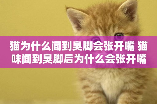 貓為什么聞到臭腳會張開嘴 貓味聞到臭腳后為什么會張開嘴