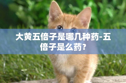 大黃五倍子是哪幾種藥-五倍子是么藥？