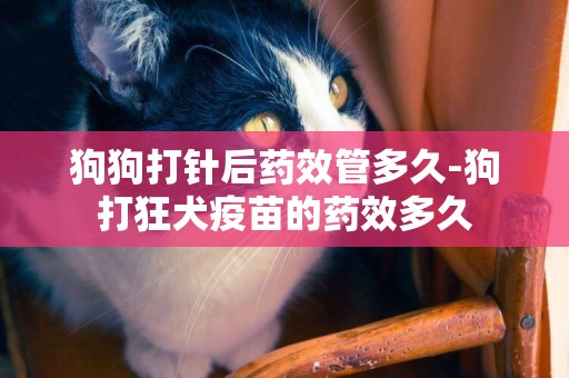 狗狗打針后藥效管多久-狗打狂犬疫苗的藥效多久