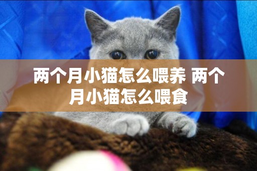 兩個月小貓怎么喂養 兩個月小貓怎么喂食