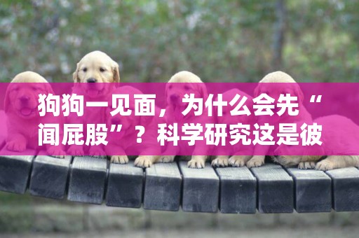 狗狗一見面，為什么會先“聞屁股”？科學研究這是彼此交流的方式 
