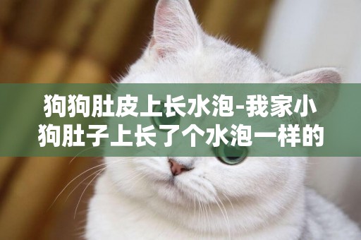 狗狗肚皮上長水泡-我家小狗肚子上長了個水泡一樣的東西?