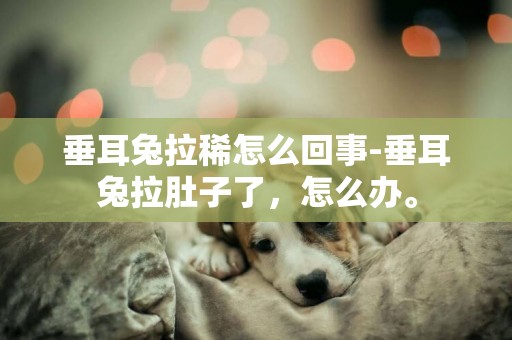 垂耳兔拉稀怎么回事-垂耳兔拉肚子了，怎么辦。
