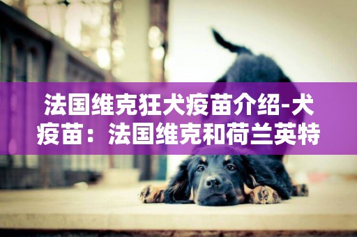 法國維克狂犬疫苗介紹-犬疫苗：法國維克和荷蘭英特威有什么區別?