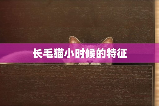 長毛貓小時候的特征