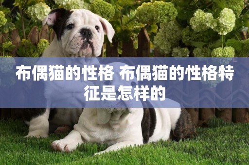 布偶貓的性格 布偶貓的性格特征是怎樣的