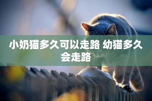 小奶貓多久可以走路 幼貓多久會走路
